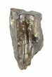 Triceratops Shed Tooth - Montana #50938-1